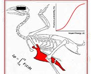 hen bone fracture